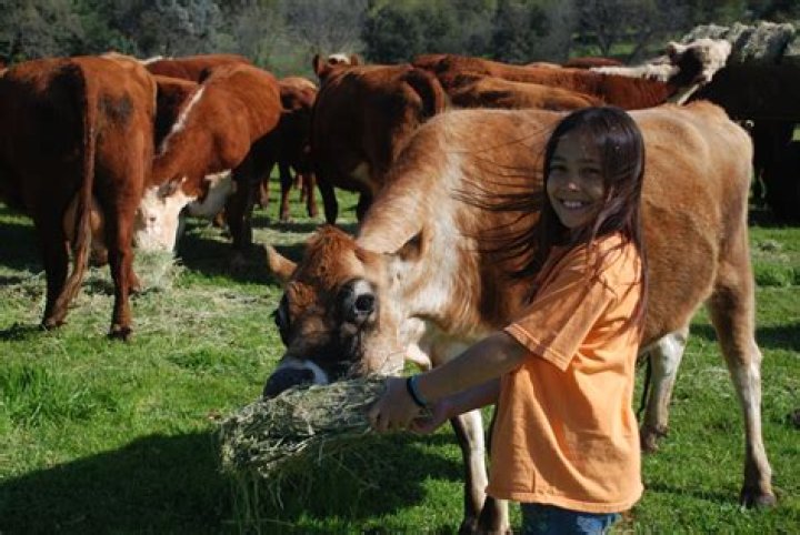 How do I milk a cow?