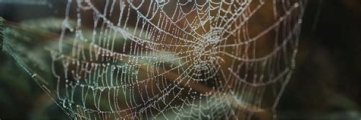 Invisible spiders?
