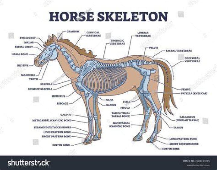 Natural skeleton horses?