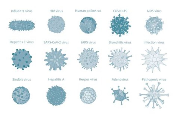 What do viruses do?