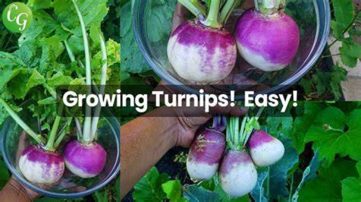 Where can I safely leave turnips?