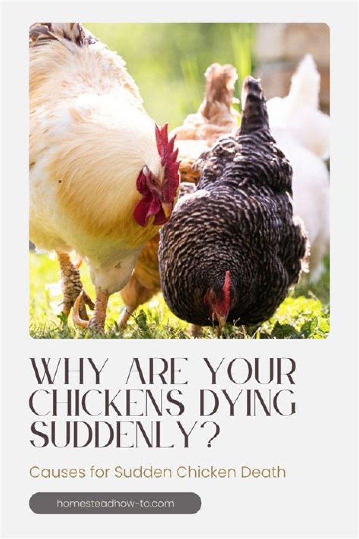 Why do my chickens keep dying?